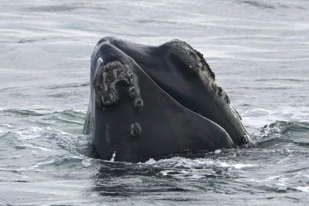 North Atlantic Right Whale Closures