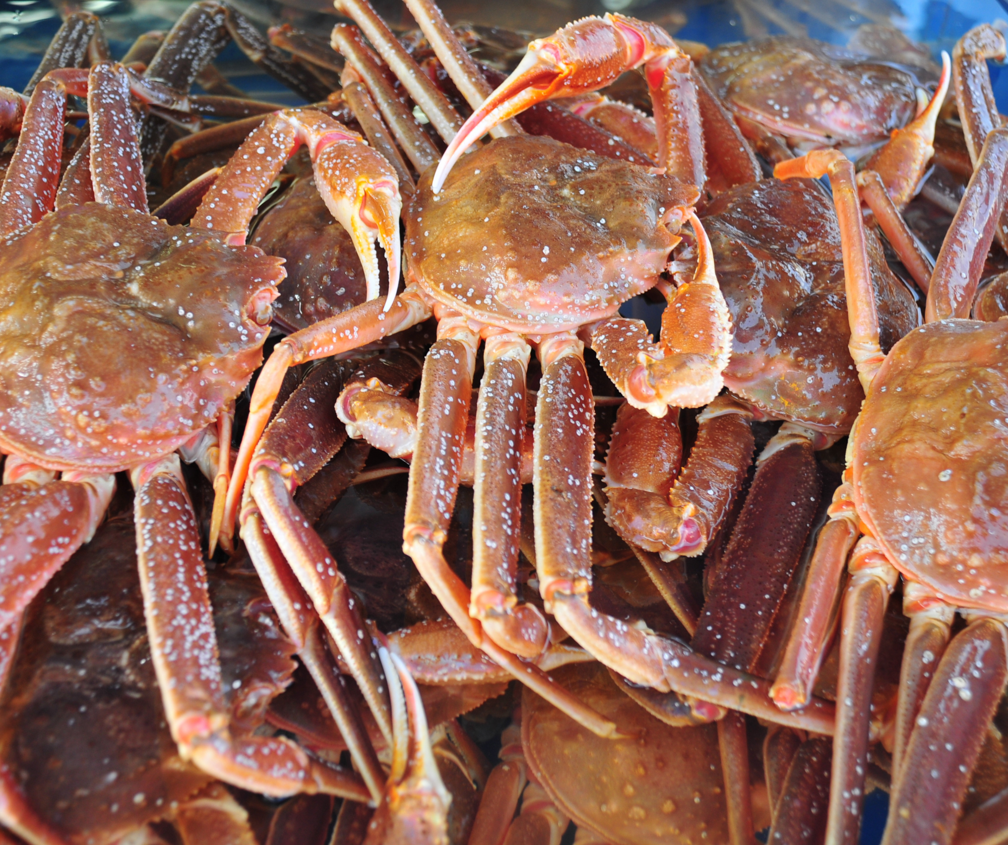 Warming Waters Force Second Half-Year Closure of Alaska's Snow Crab Fishery in 2023