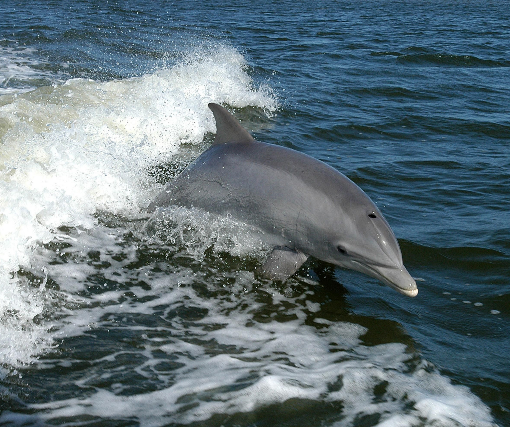 Protecting Precious Lives: France Enforces Unprecedented Fishing Ban in Bay of Biscay to Safeguard Dolphins