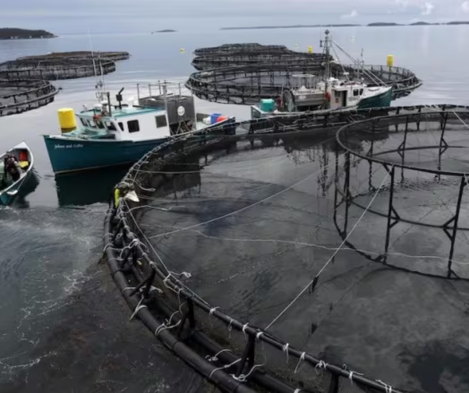 Investment Spurs Growth in Aquaculture Processing Efficiency in New Brunswick