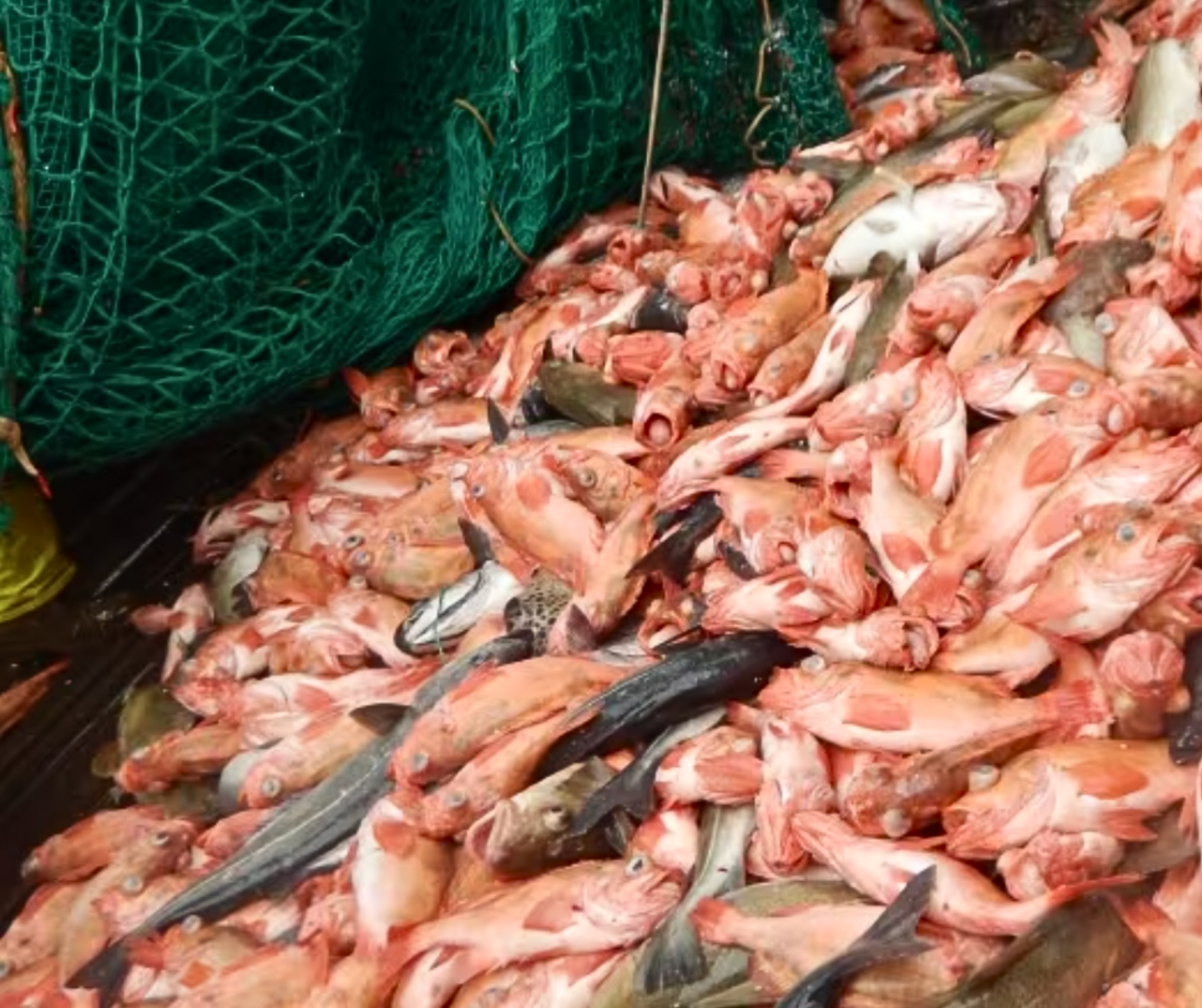 Ottawa Adjusts Redfish Allocation in Gulf of St. Lawrence, Nova Scotia Retains Largest Share