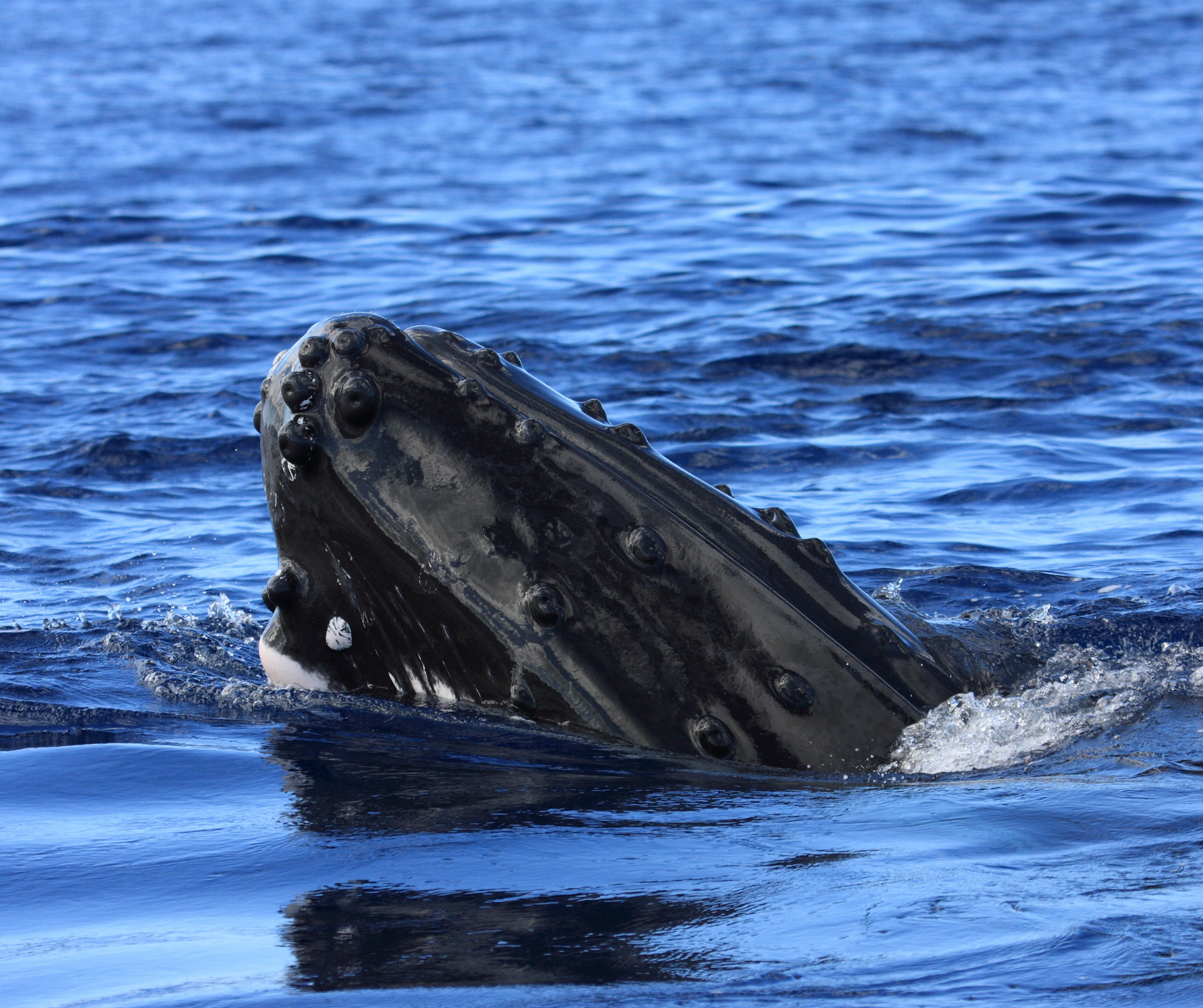 Humpback Whale Population Shows Decline, Yet Scientists Maintain Cautious Optimism
