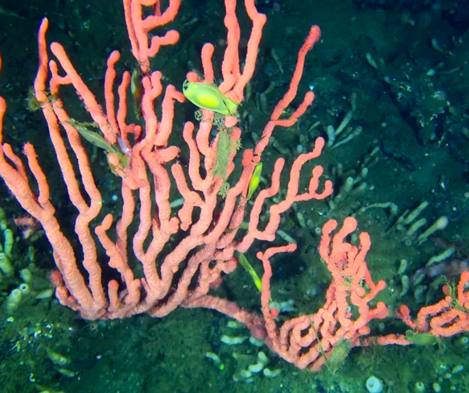 Federal Government Takes Action to Preserve Rare B.C. Coral Reef