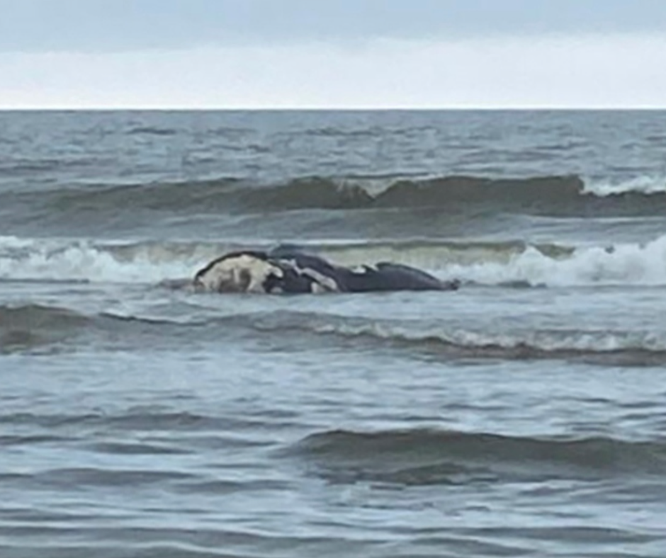Tragic Loss: First Baby Right Whale of the Season Succumbs to Ship Collision Injuries