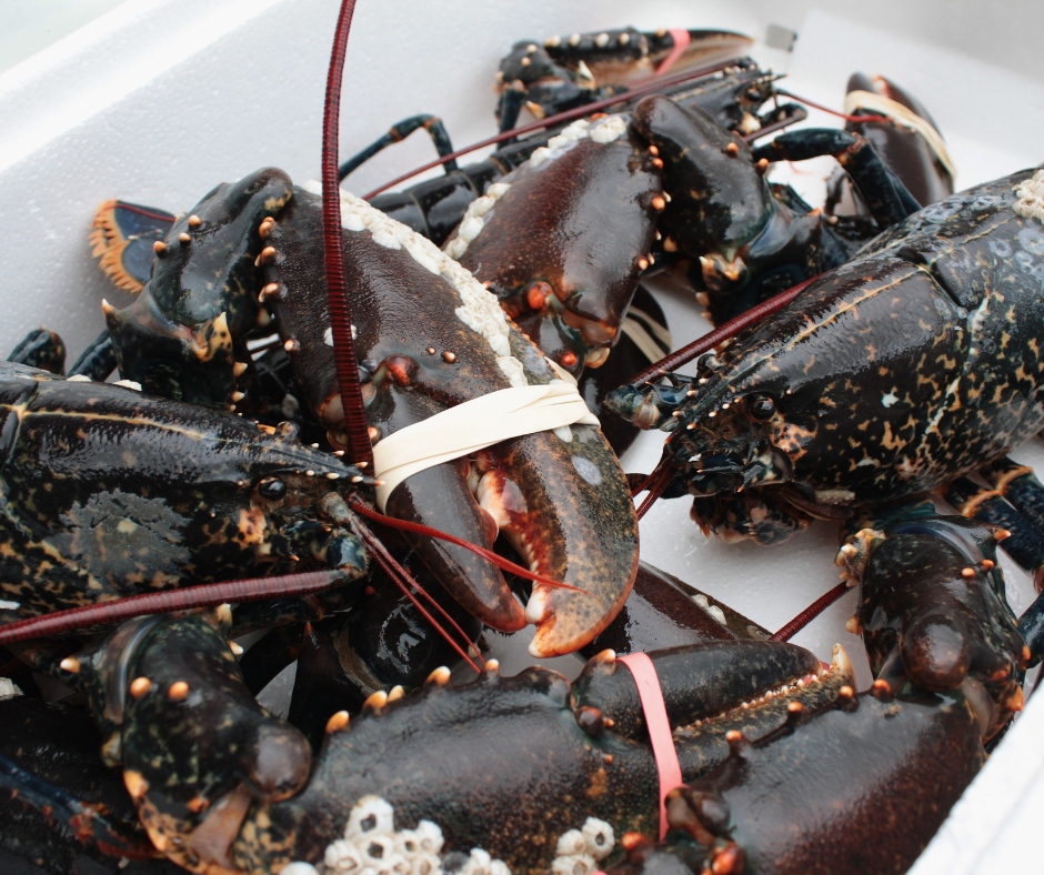 Lobster Harvesters in Atlantic Canada to Vote on Increasing Minimum Legal Size