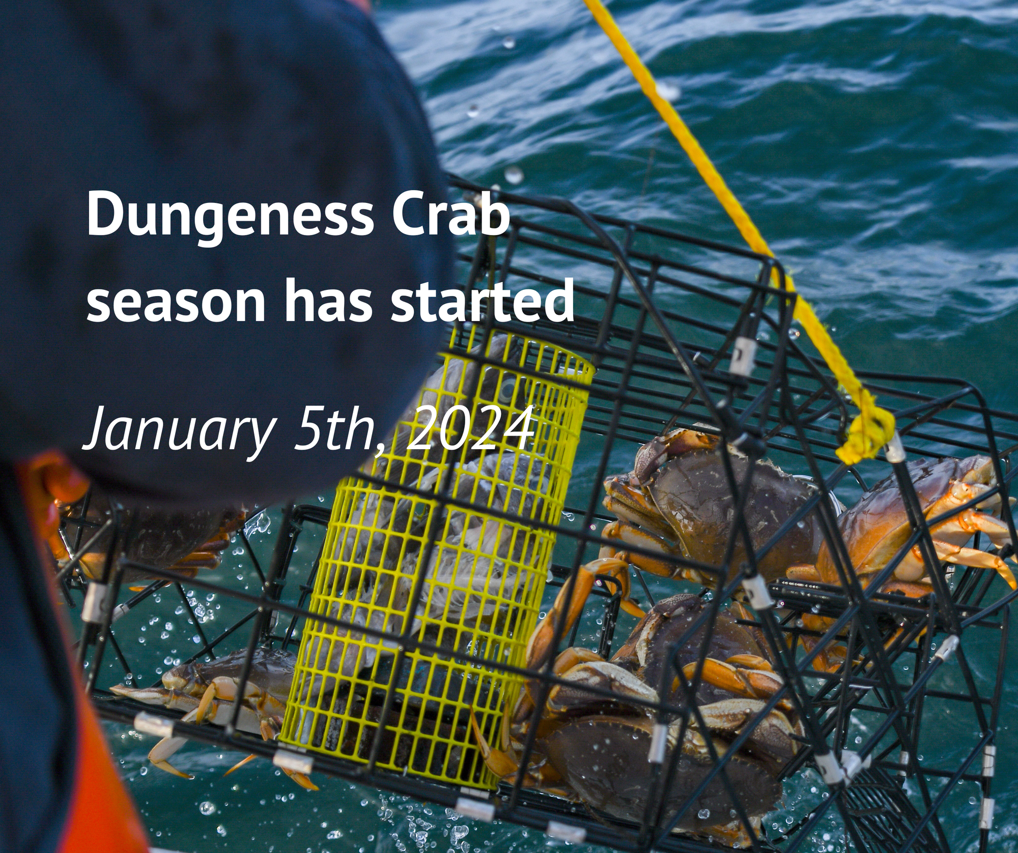 The Dungeness Crab season kicks off today on January 5th
