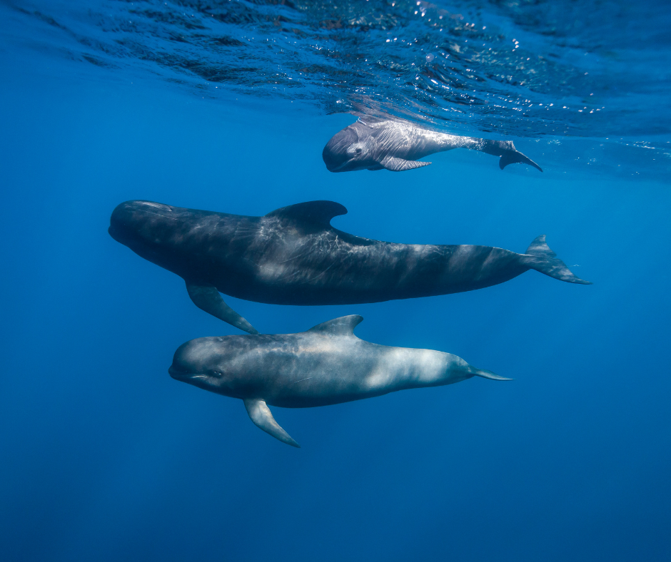 Tragic Stranding: 77 Pilot Whales Die on Scotland Beach