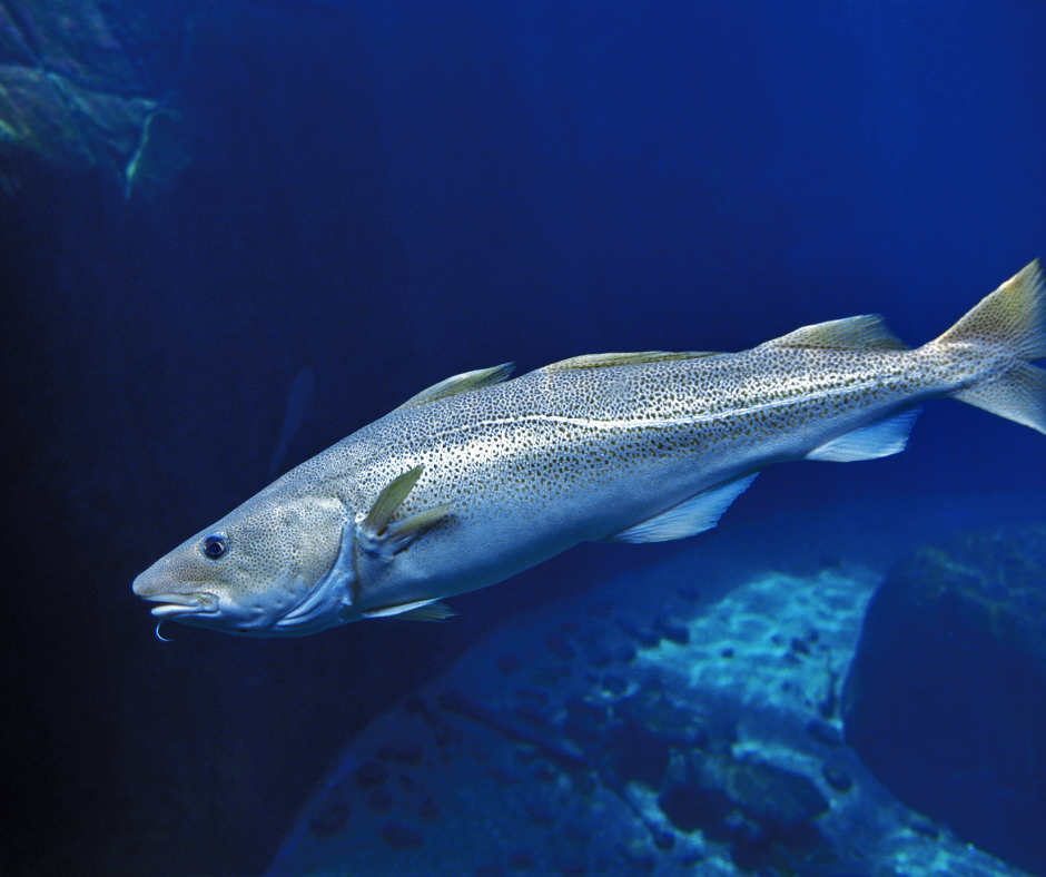 Fish Biomass Loss Possible in Atlantic Canada Amid Rising Emissions, Researcher Says