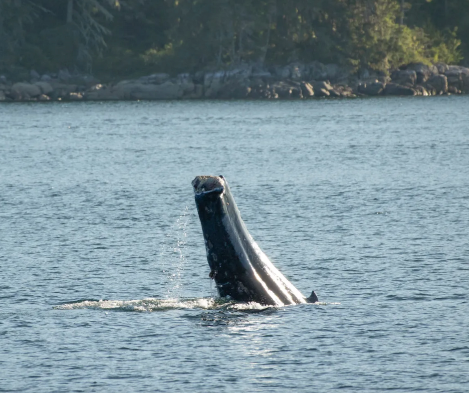 Humpback Whale with Severed Tail Found on B.C. Coast Sparks Conservationists' Outcry