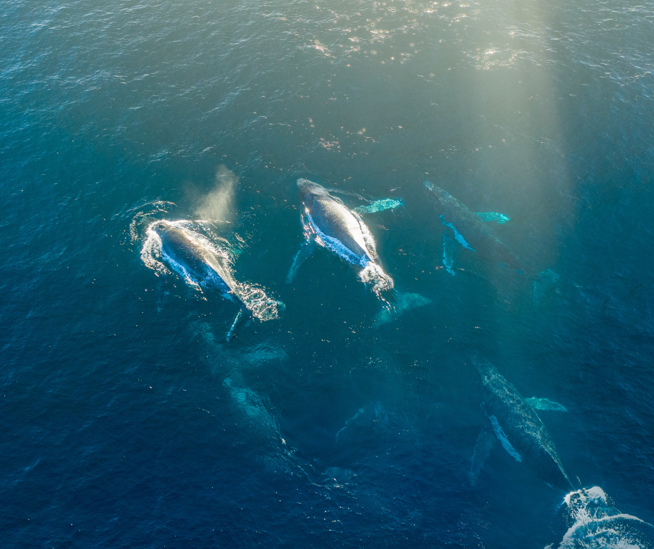 Feds Announce $10 Million Initiative to Promote Ropeless Fishing Gear to Protect Endangered Whales