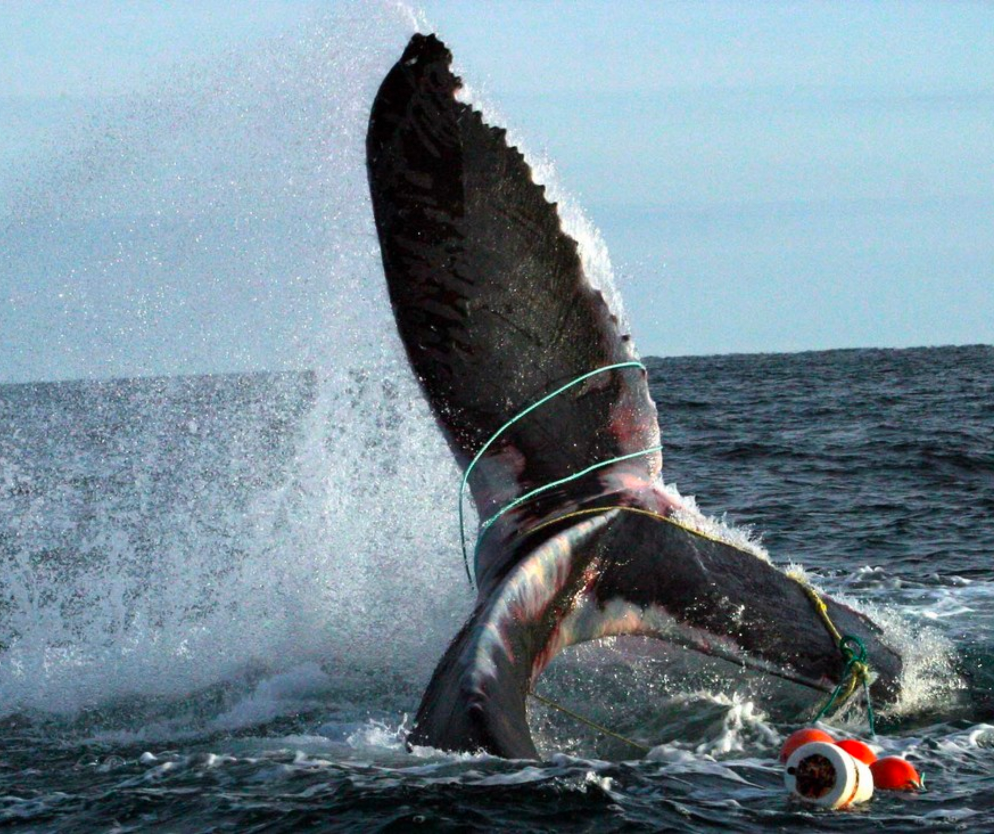 Hawaii's Humpback Whales Make a Return