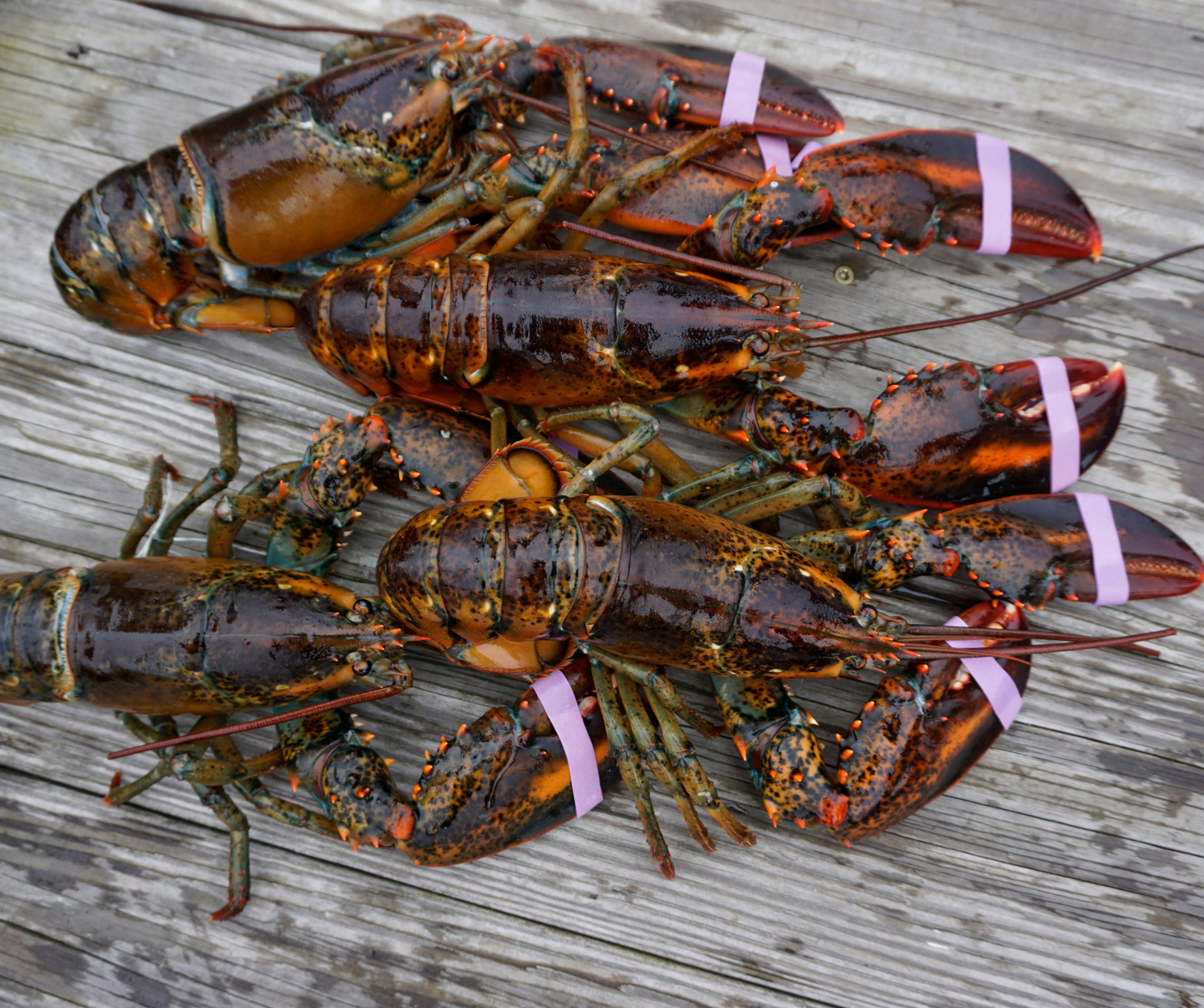 Canada stops using observer companies for monitoring bycatch in Nova Scotia lobster fishery