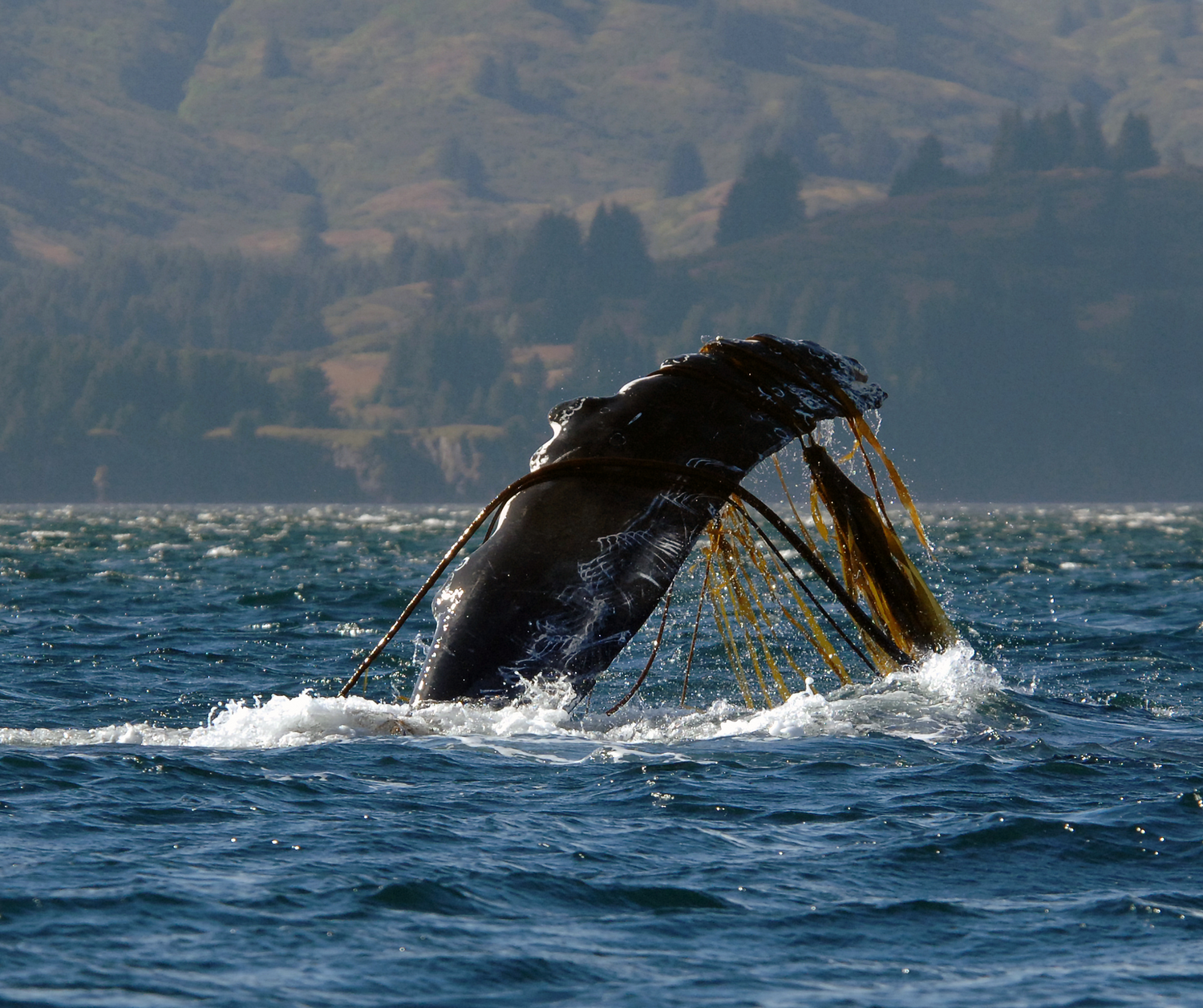Biden-Harris allocates record $82 million for North Atlantic right whale protection