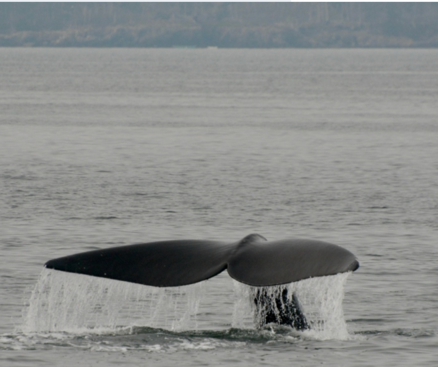 North Atlantic Right Whales Make Surprise Return to the Bay of Fundy After a Decade