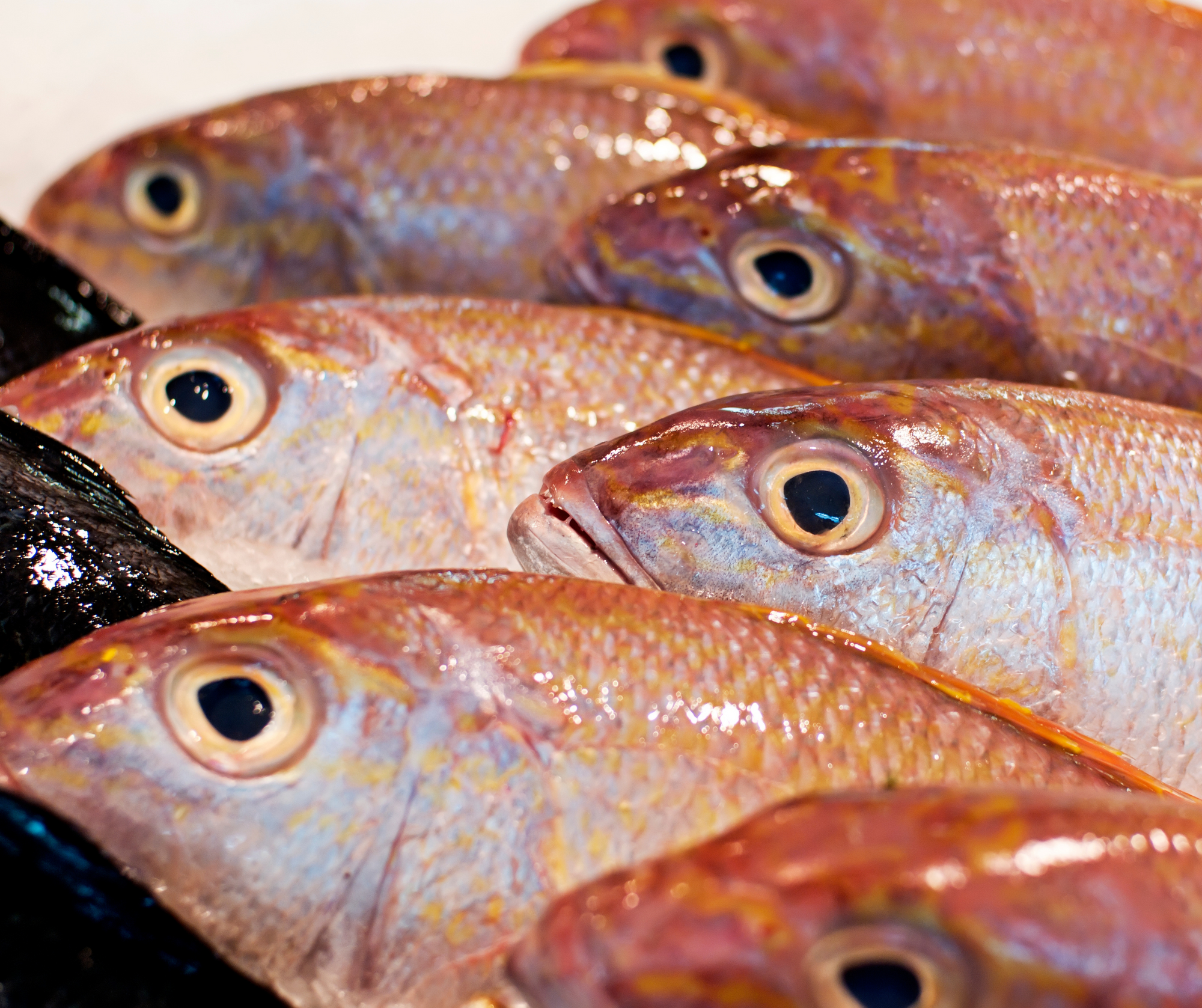 New Brunswick's Redfish Fishery Set to Make a Comeback