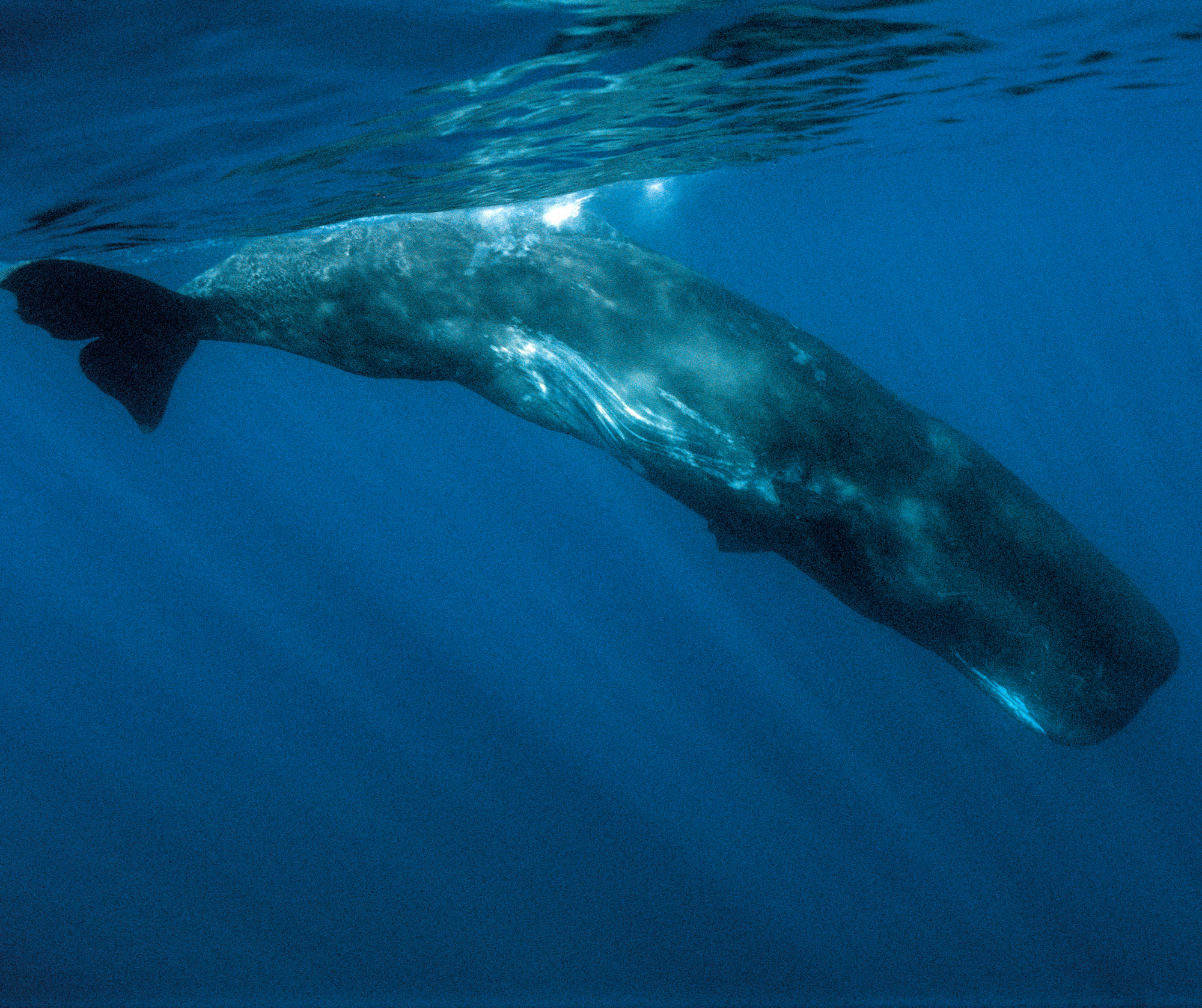 Dominica Creates World's First Sperm Whale Marine Sanctuary to Combat Climate Change