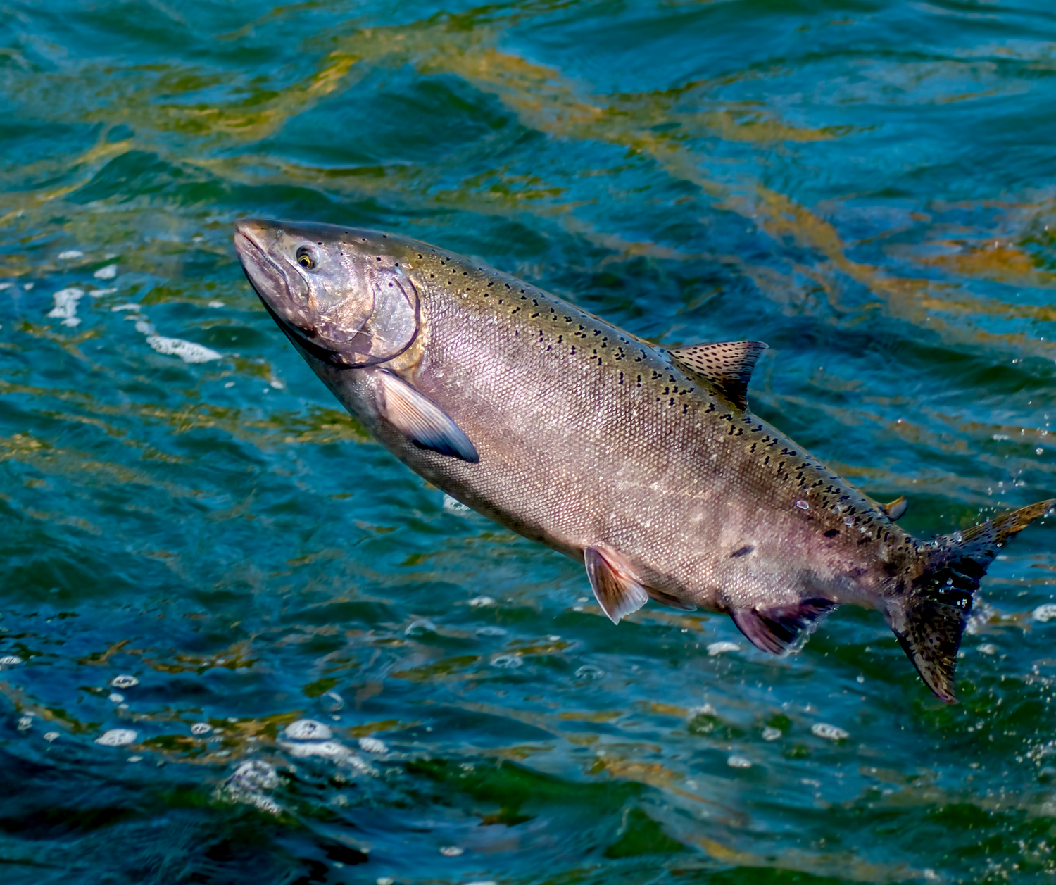 Possible Link Between Chemical in Tires and Salmon Deaths Raises Concerns in West Vancouver