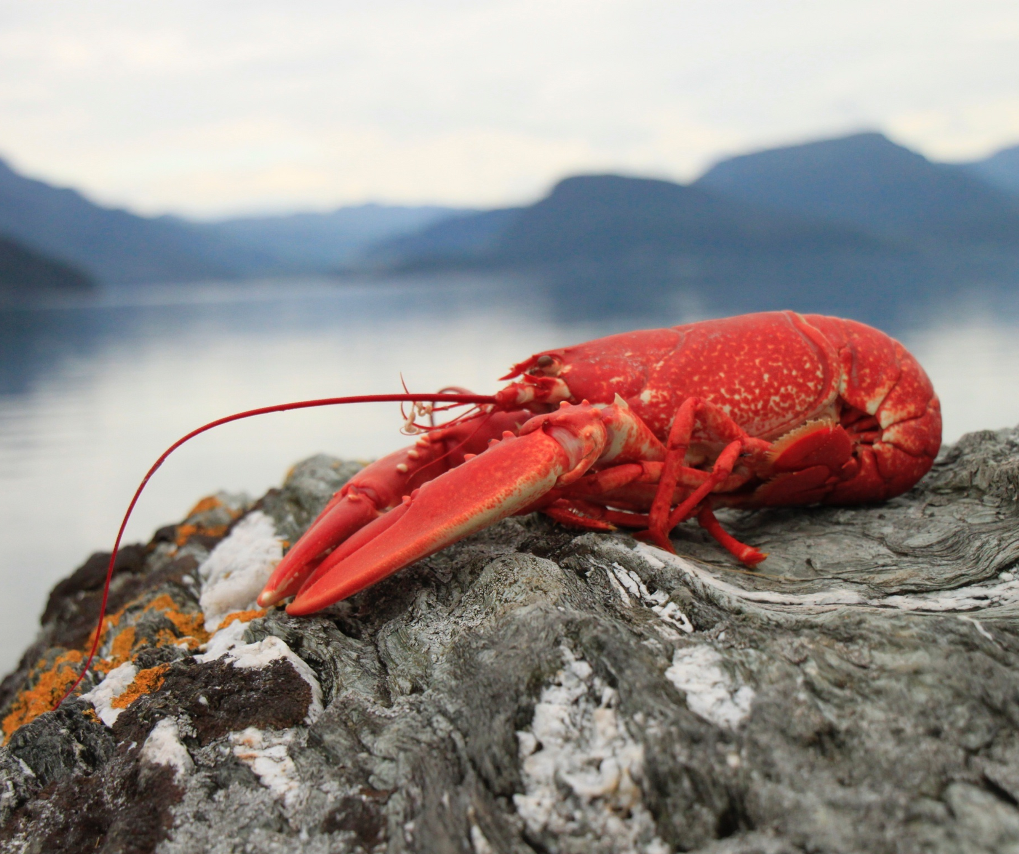 Sustained Demand in the US for King and Snow Crab Defies Overall Seafood Sales Decline