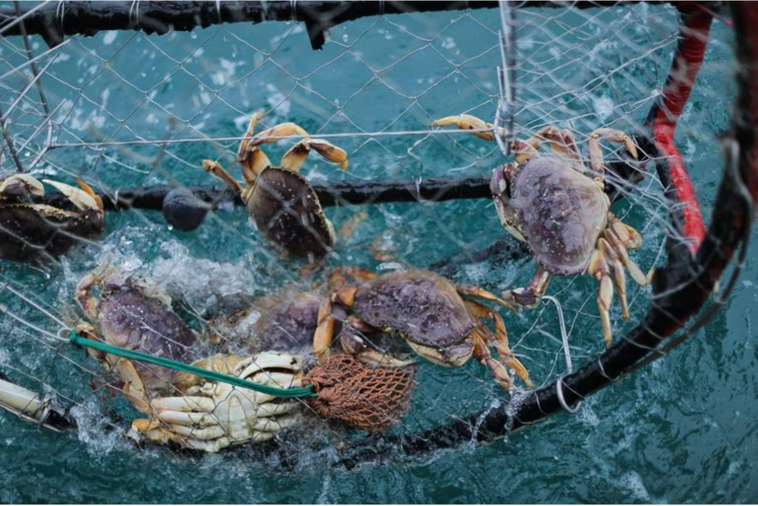 Oregon Extends Crab Fishing Rules to Protect Whales from Trap Rope Dangers