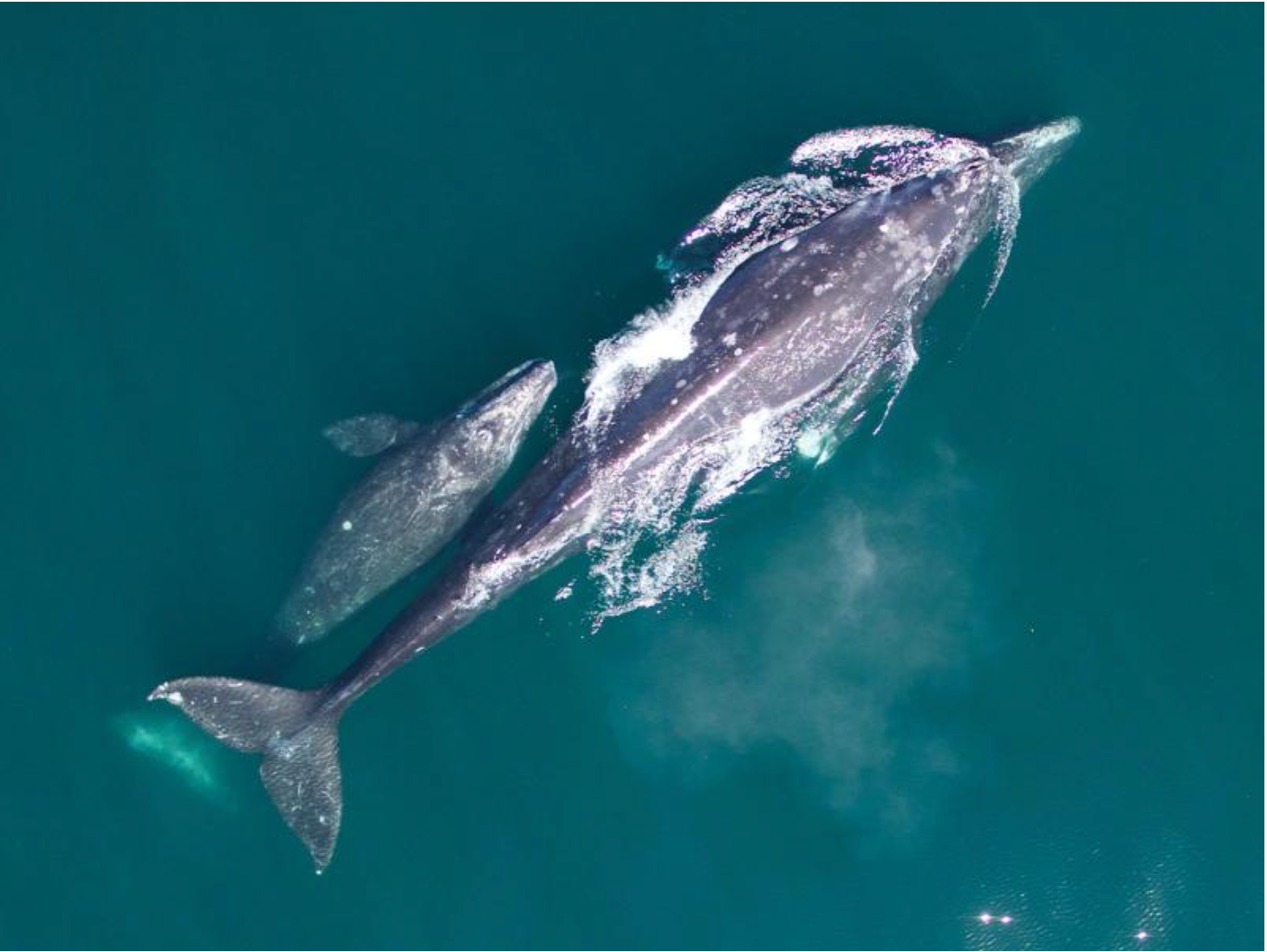 Positive Shift: Gray Whale Calf Count Points to Population Recovery