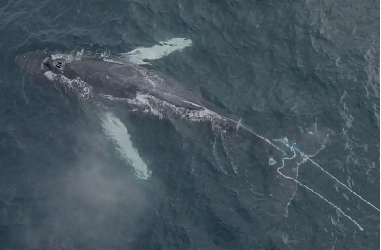 Humpback Whale Entangled in Rope Spotted in Irish Waters