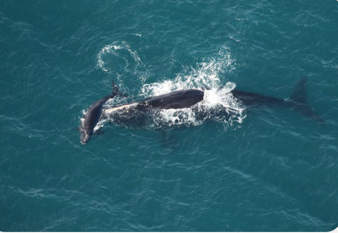 Progress Report on North Atlantic Right Whale Calving Season