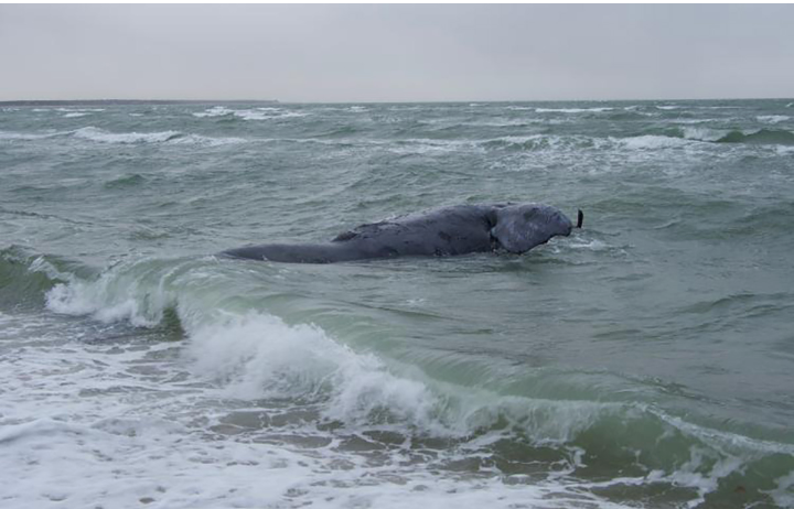 Dead North Atlantic Right Whale Found Entangled off Massachusetts Coast