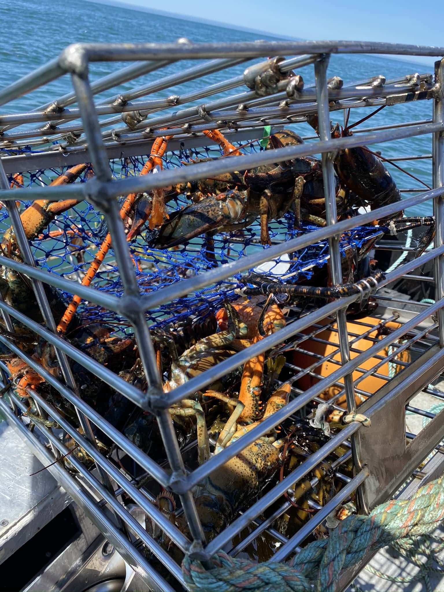 Stainless Steel Lobster Trap